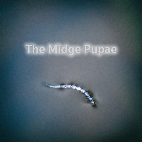 Midge Pupae