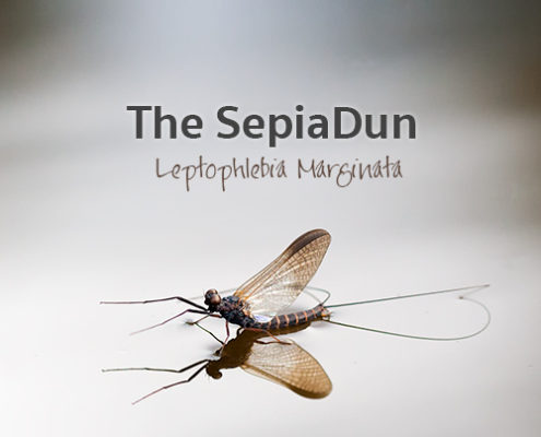 The Sepia Dun - Leptophlebia Marginata