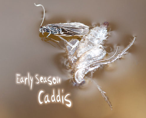 Early Season Caddis