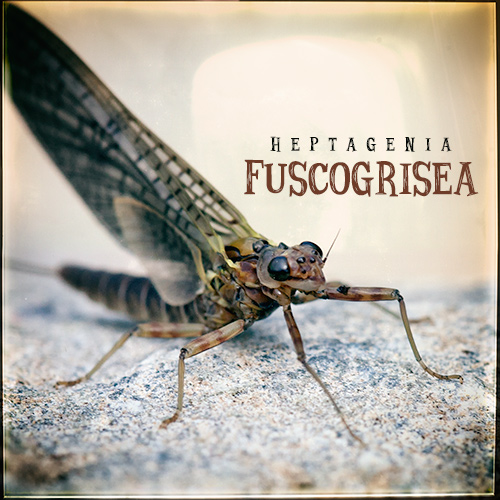 Heptagenia Fuscogrisea