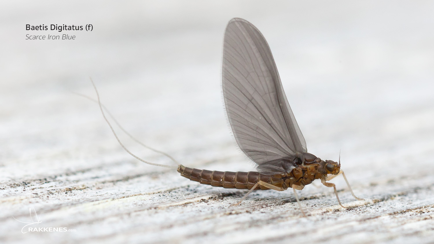 Baetis niger and Baetis digitatus