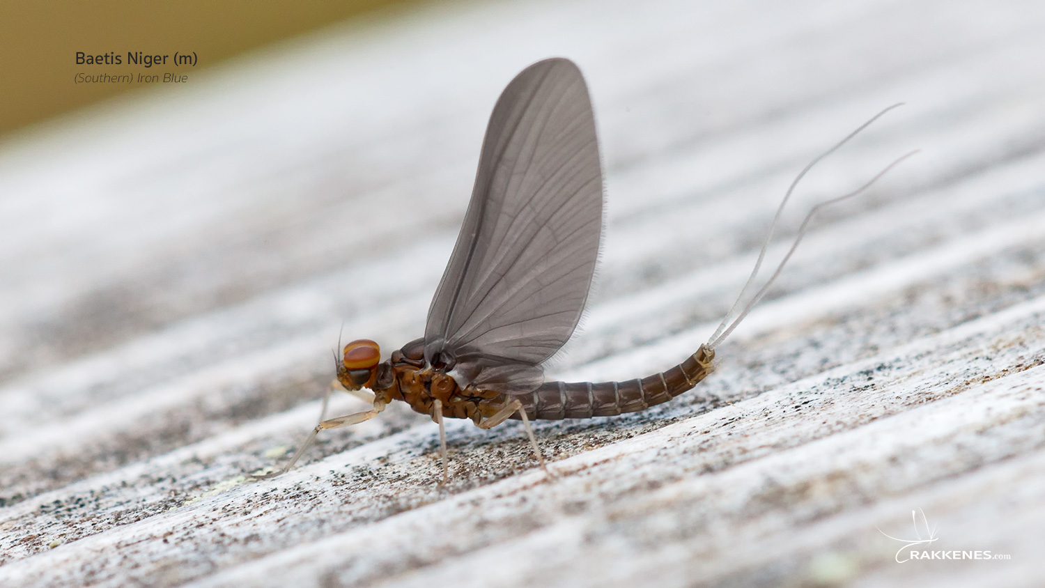 Baetis niger and Baetis digitatus