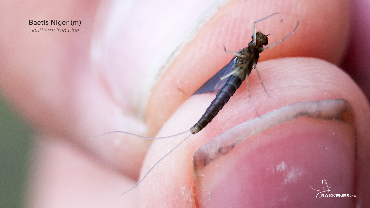 Baetis niger and Baetis digitatus