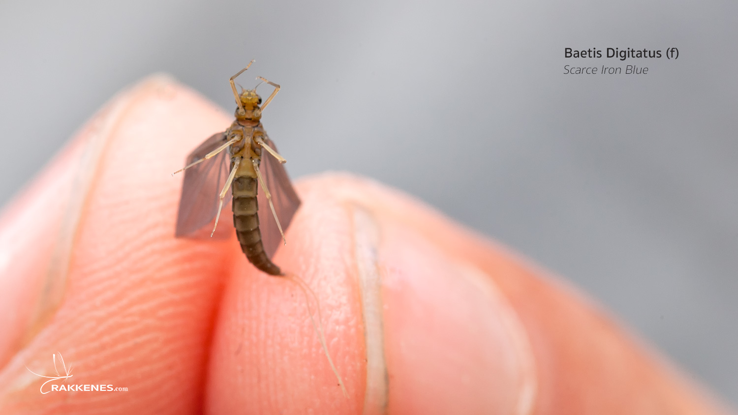 Baetis niger and Baetis digitatus