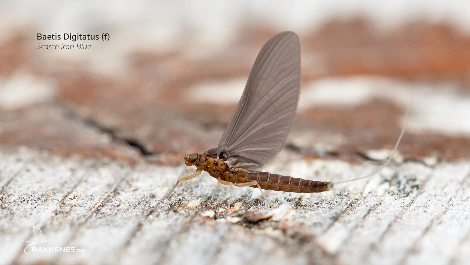 Baetis niger and Baetis digitatus