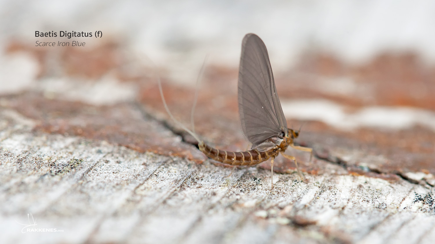 Baetis niger and Baetis digitatus