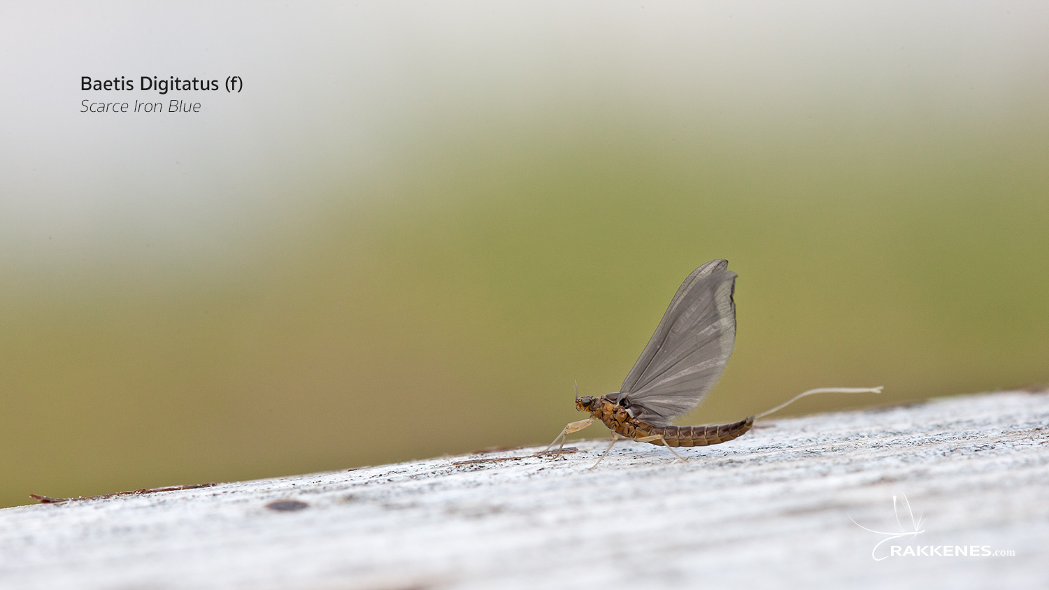 Baetis niger and Baetis digitatus