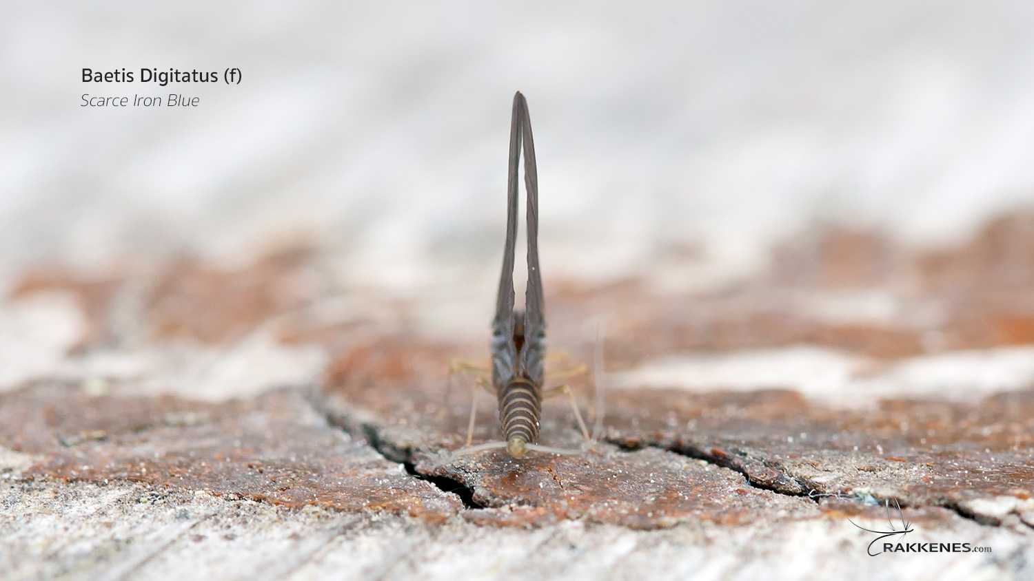 Baetis niger and Baetis digitatus