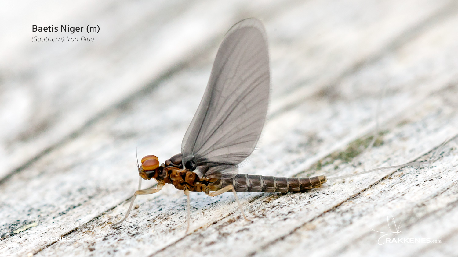 Baetis niger and Baetis digitatus