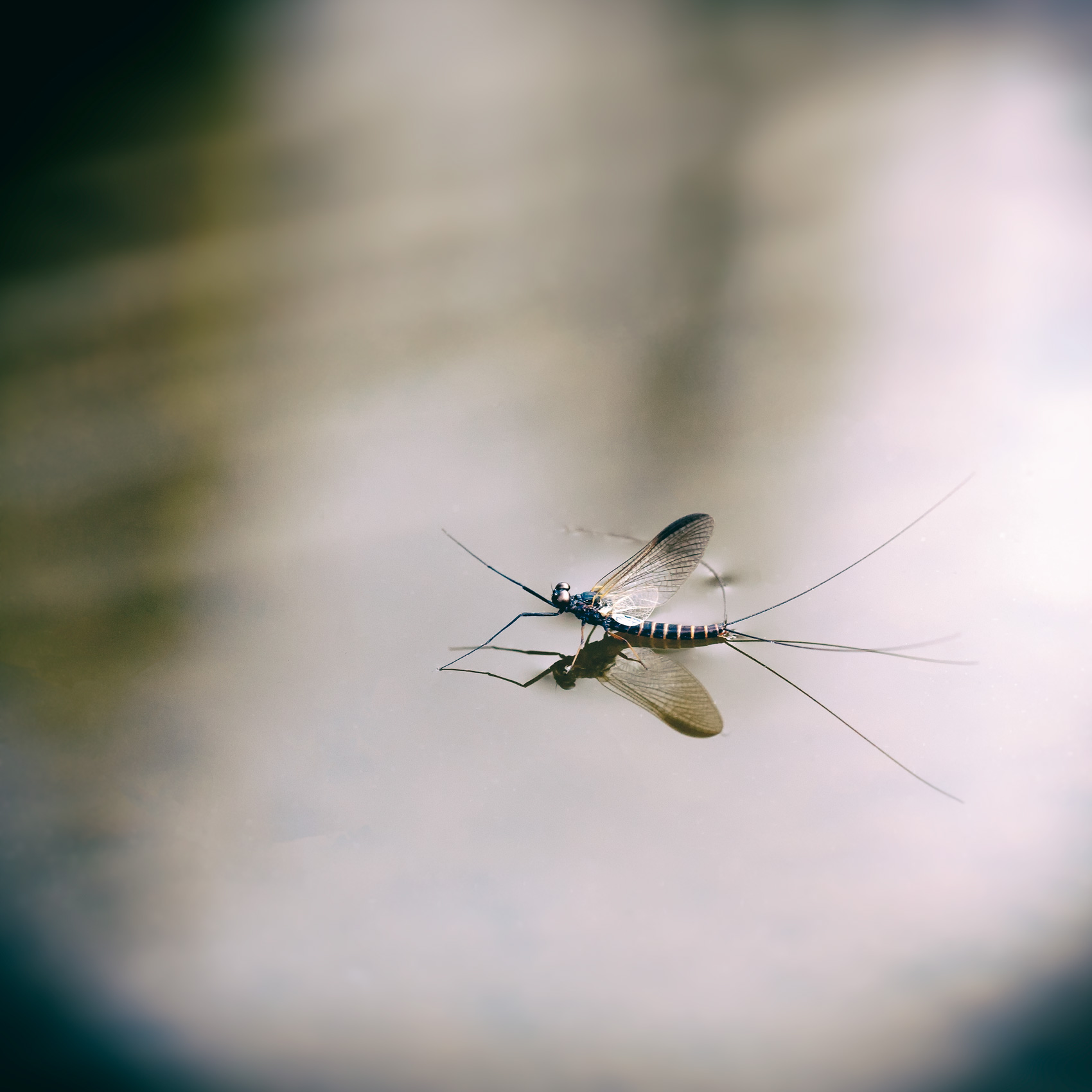 Mayfly Spinner Fly Tying Patterns